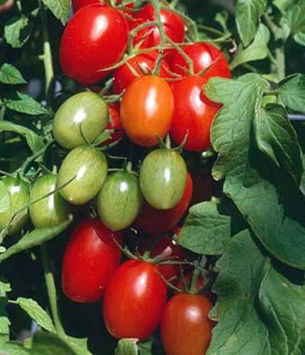 Juliet Grape Tomato 15 Seeds - High yields!