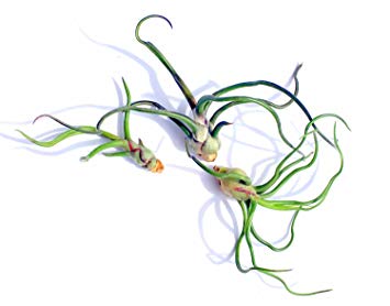3 Pack of Bulbosa Guatemala Air Plants - 30 Day Guarantee - Fast Shipping - House Plants - Terrarium Plant - Succulents - Free Air Plant Care Ebook By Jody James