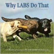 Why Labs Do That: A Collection of Curious Labrador Retriever Behavior