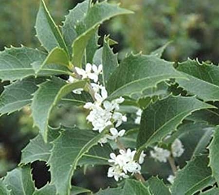 Fortunes Fragrant Tea Olive ( osmanthus ) - Live Plant - Trade Gallon Pot