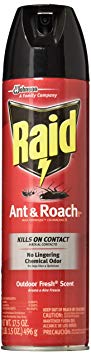 Raid Ant & Roach Killer Insecticide Spray-Outdoor Fresh - 17.5 oz