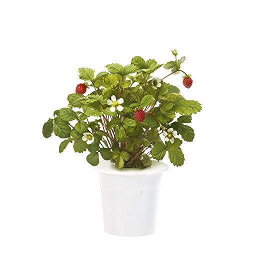 Click & Grow Wild Strawberry Refill 3-Pack for Smart Herb Garden