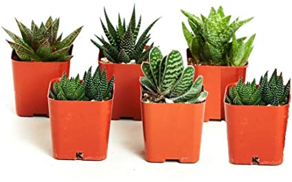 Shop Succulents Alluring Live Aloe Haworthia Hand Selected for Health, Size | Pack of Plants in 2" Pots, Collection of 6