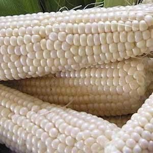 Seed Needs Package of 180 Seeds, Silver Queen Sweet Corn (Zea mays) Non-GMO Seeds