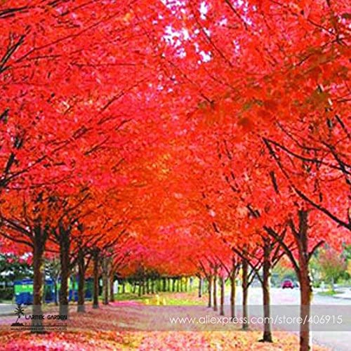 New True Japanese Red Maple Tree Seeds, Professional Pack, 20  Seeds