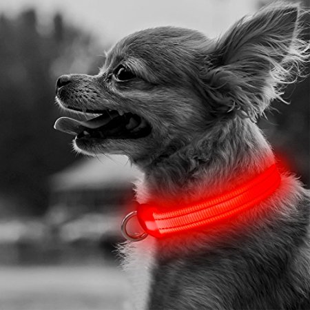 BSeen LED Dog Collar, USB Rechargeable Flashing XS Adjustable Light Up Reflective Pet Safety Collar for Small Dogs& Cats