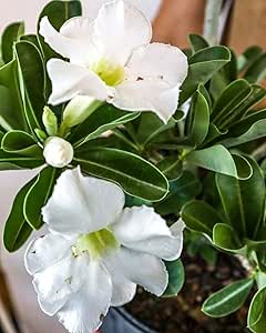 White Desert Rose Live Plant - Vibrant Blooming Succulent - Desert Rose Plant Live - 4-6 Inches Tall Starter Houseplant - Ideal for Home Gardens and Indoor Decor