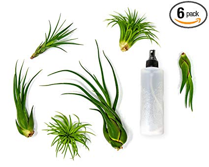 6 Air Plant Terrarium Kit - Large Tillandsia Variety Pack with Spray Bottle Mister for Water or Fertilizer- Assorted Species of Live Tillandsias - Indoor House Plants by Aquatic Arts