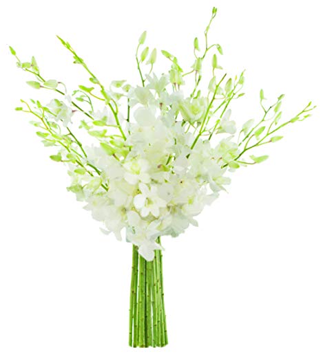 KaBloom Exotic Perla White Orchid Bouquet of 20 Fresh White Dendrobium Orchids from Thailand