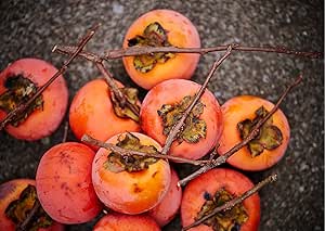 American Persimmon Seeds for Planting Outdoors | Non GMO Heirloom Fruit Seeds (30 Seeds)