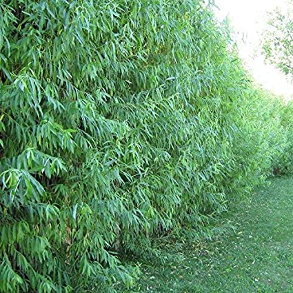 5 Hybrid Willow Trees - Fast Growing Privacy and Shade - Get 5 Trees