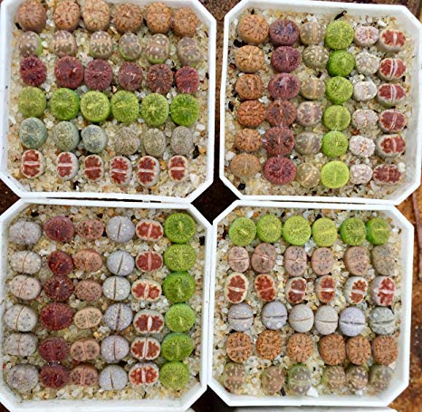 Micro Landscape Design Rare Authentic Lithops Seed Kit/Pack of 25 Seeds Plus Live Seedlings and Germination Kit/Guarantee Excellent Germination Rate (Pack 25   1 Live Seedlings   Germination Kit)