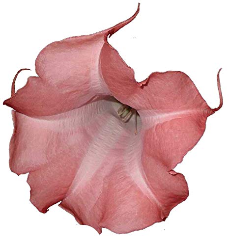 PAINTED LADY Brugmansia Angels Trumpet Live Tropical Plant Fragrant Peach Pink Single Flower Starter Size 4 Inch Pot Emeralds TM