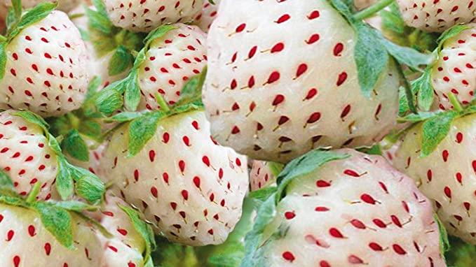 White Strawberry Seeds - 200  Seeds - White Pineberry Seeds - Made in USA, Ships from Iowa.