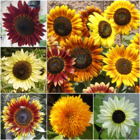 Package of 250 Seeds, Sunflower "Crazy Mixture" (10  Varieties) Non-GMO Seeds by Seed Needs