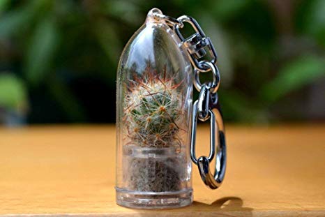 Shining Knight Live Cactus Terrarium Keychain Accessory. Gifts for Women. Gifts for Men. Nature Gift.