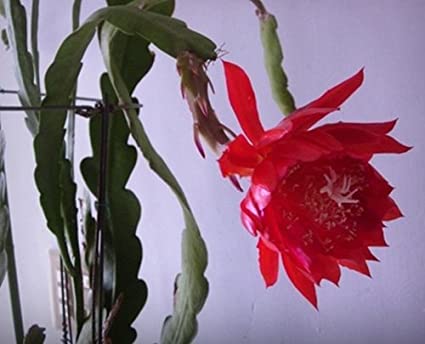 Four (4) Orchid Cactus (Epiphyllum) 8" Fresh Cuttings: 2 for White and 2 for Red Flower