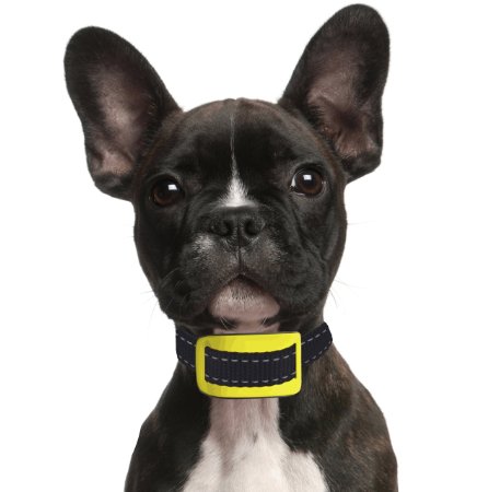 Our K9 Yellow Bark Collar Uses Sound and Effective Vibration for Correction Best Bark Collar Small Dog This Small Dog Bark Collar is also Suitable for a Mild Mannered Medium Sized dog