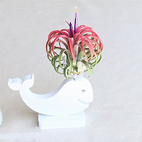 Mkono Air Plant Pot Tillandsia holder, White Dolphin