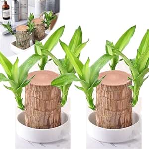 Bamboo Lucky Wood Good Luck Live Plant Lucky Brazil Wood Potted Plant (without Pot) | Healthy Indoor Live Lucky Brazilian Wood Plant for Living Room | Feng Shui Plant - (Pack of 2)