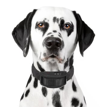 Our K9 No Bark Collar for Small Dogs Black