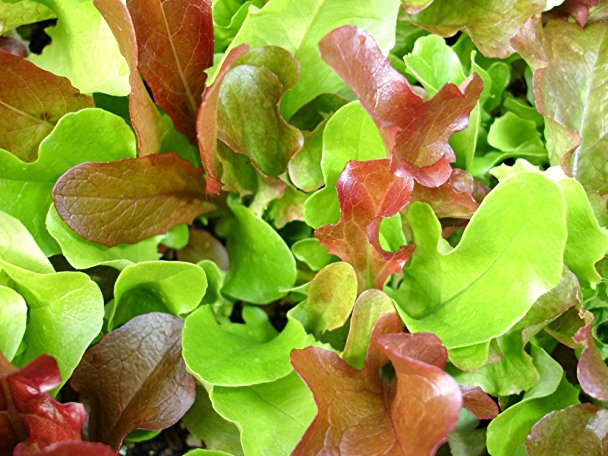 500  Mesclun Lettuce Seeds- Salad Mix- 500  Seeds