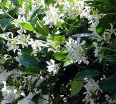Confederate Jasmine Vine (3 to 4 Year Plants) -- Low Flat Rate Shipping !!
