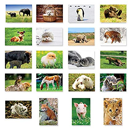 BABY ANIMALS postcard set of 20 postcards. Animal babies post card variety pack. Made in USA.