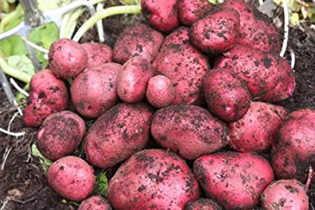 Southern Red Seed Potato Hand Selected AAA Grade