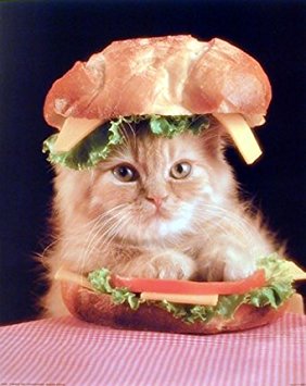 Cute Cat in a Sandwich Kitten Animal Wall Decor Art Print Poster (16x20)