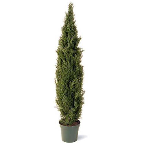 National Tree 72 Inch Arborvitae Tree in Dark Green Round Plastic Pot (LMC4-700-72)