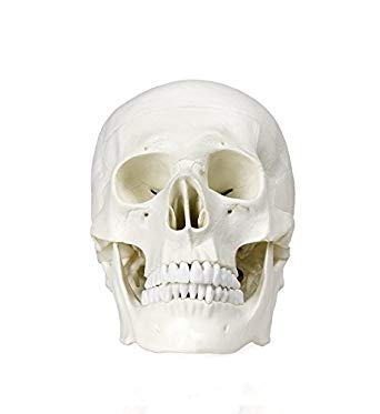 Human Adult Skull Anatomical Model,Life Sized (9" Height) Removable Skull Cap 3 Parts Back to School