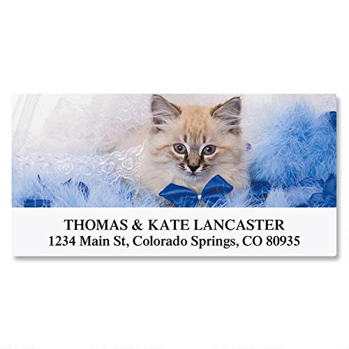 Everyday Cats Self-Adhesive, Flat-Sheet Deluxe Address Labels by Colorful Images, Count 144 (12 Designs)