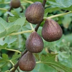 (1 Gallon) Fig BROWN TURKEY, considered one of the tastiest and best growing variety of figs, providing two crops of fruit per year.