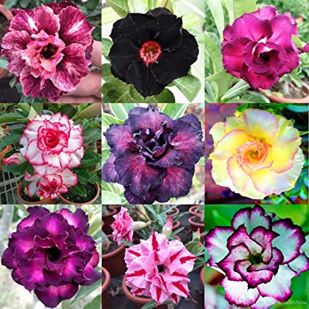 Mixed Color Desert Rose Seeds to Grow | 10 Seeds | Adenium Obesum,10 Seeds to Grow.. Exotic Bonsai Plant