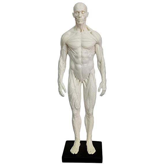11.8 inch Male Human Muscle Model Statue Artist Sculpture Character Figurine Office Desktop Ornament (White)