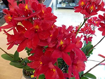 Epc. Cerina 'Nadia' NEW! Large Red! Exclusive! Collector's! Orchid Plant