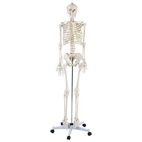 Giantex Life Size Human Anatomical Anatomy Skeleton Medical Model   Stand