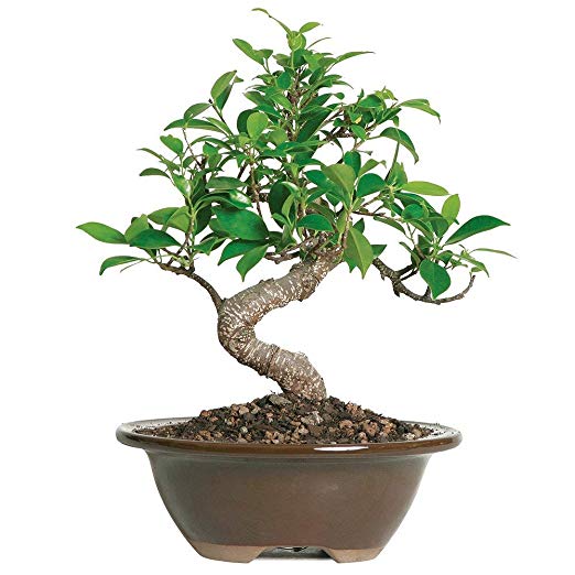 Brussel's Bonsai Live Golden Gate Ficus Indoor Bonsai Tree - 4 Years Old; 5" to 8" Tall with with Decorative Container,
