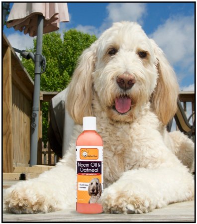 All Natural Pure Neem Oil & Oatmeal Dog Cat Shampoo by Bella's Best, Promotes Healthy Skin, Shiny Coat, Natural Insect Repellent, Eco Friendly, Made in USA, 17oz Bottle, 100% Guaranteed or Money Back