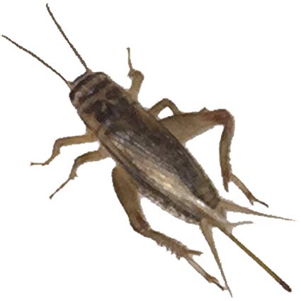 500 Live Large (1) Crickets (Acheta Domesticus) by BuyFeederCrickets