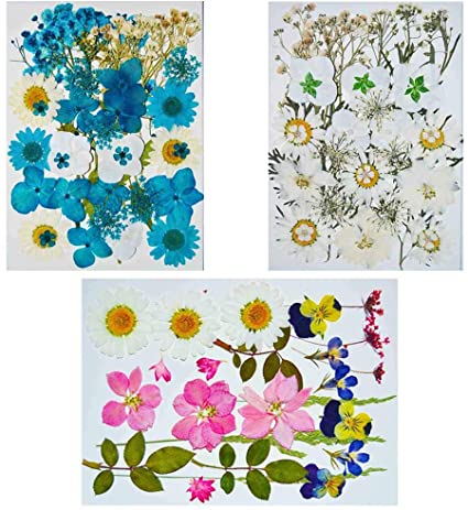 96 pcs LoveDiyLife Real Dried Pressed Flowers Mixed Natural Assorted Colorful Daisy for DIY Resin Jewelry Art Floral Decors - Color 2
