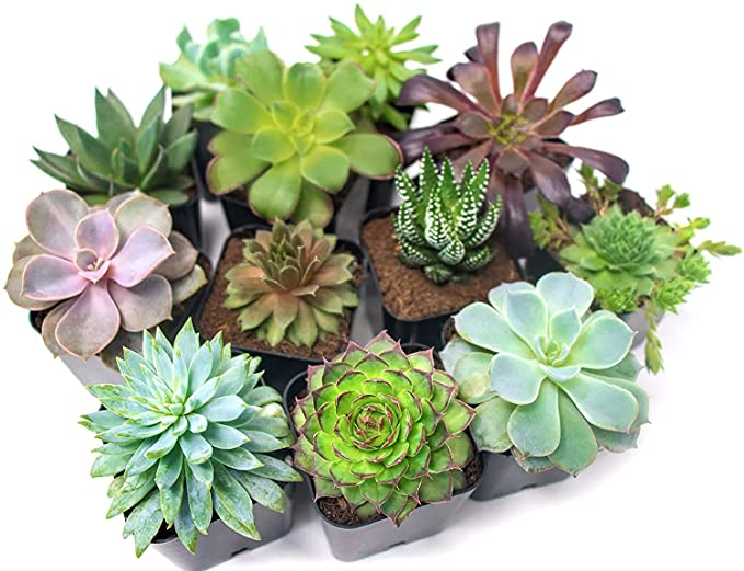 Succulent Plants (12 Pack) Fully Rooted in Succulent Planter Pots with Succulent Soil | Real Live Potted Succulents | Indoor Plants | Unique Live Plants | Cactus Decor Succulent Pots by Aquatic Arts