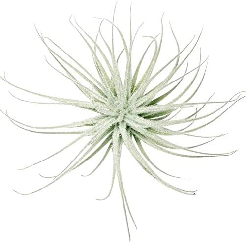 Tillandsia Tectorum Ecuador Air Plant 2'' Wide | Unique Collection of Low Maintenance Live Air Plants Variety of Different Species | Air Plants Gift Box | Air Plants for Home