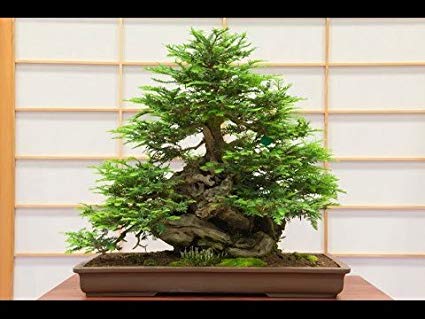 Giant Redwood Bonsai Tree - 12-16 inches Tall - 2-3 Year Old Giant Sequoia Bonsai Tree