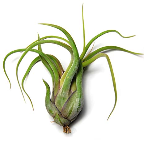 3 Pack of Caput Medusae Air Plants - 30 Day Guarantee - Fast Shipping - House Plants - Terrarium Plant - Succulents - Free Air Plant Care Ebook By Jody James
