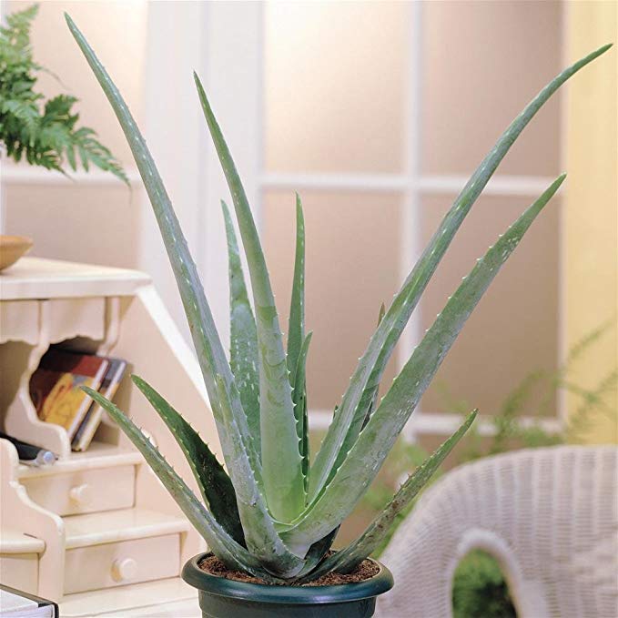 Aloe Vera Plant - 2 plants