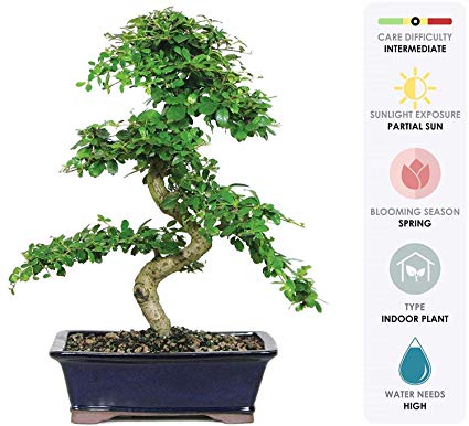 Brussel's Bonsai Live Fukien Tea Indoor Bonsai Tree-10 Years Old 10" to 14" Tall with with Decorative Container