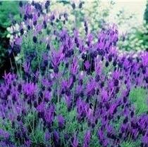 Lavender - French - 100 Seeds