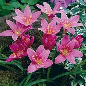 5 Mixed Pink ZEPHYRANTHES Rain Lily Flower Bulbs